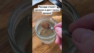 Рассада станет крепкая и даст тонны урожая! #рассада #дача #сад #огород