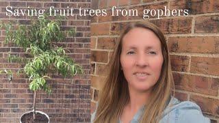 Saving fruit trees from gophers