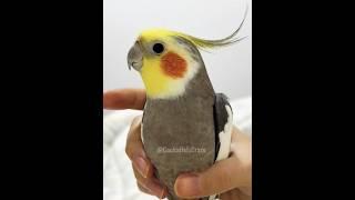 Adorable Cockatiel Larry's Cute Singing Piu piu piu  #cockatielscraze #birdsinging #cutepets