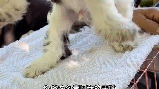 美卡犬