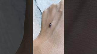 What are you? #viral #shortsfeed #shortvideo #shortsviral #shorts #insects #bug #creepy #short