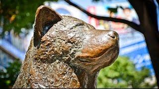 Hachikō Statue | TOP TOKYO JAPAN CITY TRAVEL GUIDE | VISIT ATTRACTIONS | ハチ公| PART 15