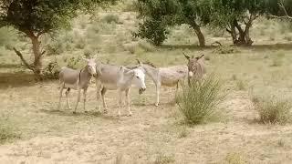 Male donkey meeting with Female donkey mating time| Animal breading | Animal Meeting |2024