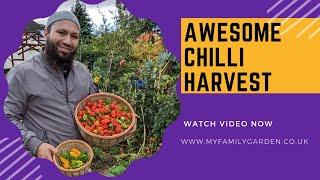 It's Been An Amazing Year For Chillies - Massive Chilli Harvest!!!