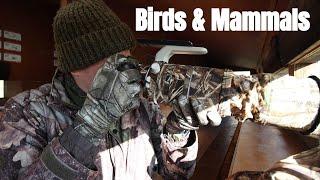 An afternoon of wildlife photography : Birds and Mammals