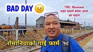 Prundu  | रोमानियाको गाई फार्म  | TRC Renewal भएर पाउने समय आज, तर पाएन ️