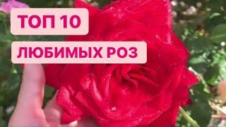 ТОП 10 ЛЮБИМЫХ РОЗ