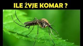 KOMARY / epoka ciekawostek