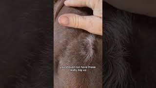 Look for This on Your Horse's Head | Holistic Horseworks