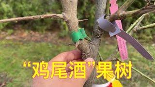 果树新手：买了第一棵果树 - 6种嫁接 - 李子、桃子、杏子 Fruit Cocktail Tree