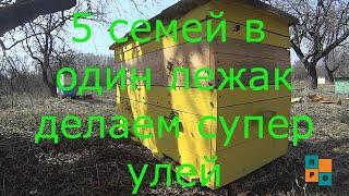 Супер улей для майского мёда. 5 семей в один улей. Эксперимент! Не повторять! Смотреть всем.