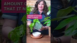 Watering Technique for Lazy Plant Parents