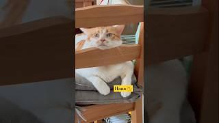 what are you doing#funny #pets #catcomedy #catvideos #cat#catshorts #funnyanimal #catlover#funnycat