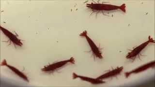 Painted fire red shrimps in a moving box