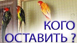 Розеллы СОСТАВЛЯЮ ПАРУ сложный выбор