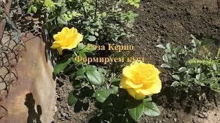 Роза Керио.Формирование куста/Rose Kerio