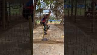 Shorts #shorts #viralvideo #cricket #sports #athlete #