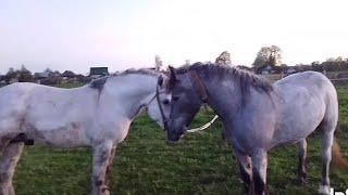 ЖЕРЕБЦУ САЛЮТУ ПОДБИРАЕМ НЕВЕСТУ/stallions choose a bride