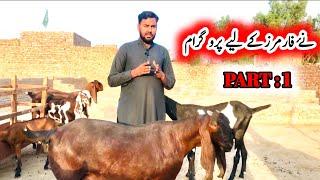 How to start goat farming complete program pt:1 ustad farhan gujjar