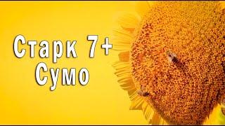 Соняшник Старк 7+ Сумо