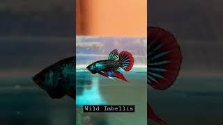 Wild Imbellis Captivity Bred