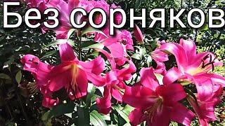 Цветник без сорняков. Мульчирование почвопокровной травой. Лилии ОТ-гибриды.