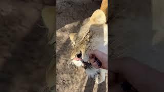 Silly Lions