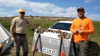 İçanadolu Bıldırcın Avı 2024_25 Sezon Açılışı Ercan Pointer Setter #hunting #pointer #setter