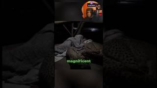 This Is Absolutely Beautiful ️ #short #shortsfeed #story #storytime #reaction #cheetah #mrbeast