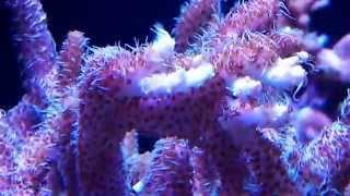 Fast Coral Growth and Color Under Orphek Atlantik Series LED lights.