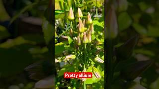 Allium seculum bulgaricum so pretty - my garden #allium #planting #relaxing #garden