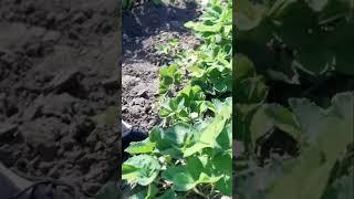 Секреты Успешного Посева   Идеальные Условия Для Растений! 