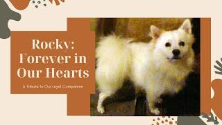 Rocky: A Tribute to Our Beloved Companion