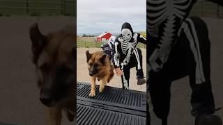 Skeleton surprises T-Rex ￼& puppy with car ride chase #funny #shorts #skeleton #germanshepherd ￼