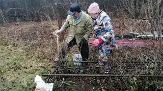 Как обрезать старый куст чёрной смородины осенью