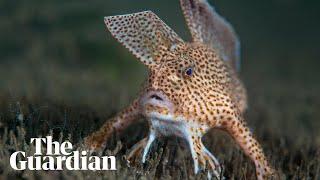 Genome of Australian spotted handfish mapped for the first time