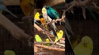 Mix Bird Aviary #birds #bird #nature #animals #aviary