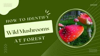 Discover the Fascinating World of Wild Mushrooms | Foraging Tips & Safety