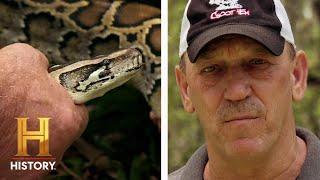 Swamp People: Serpent Invasion: VICIOUS Pythons Destroy Baby Turtle's Nests (Season 3)