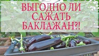 ВЫГОДНО ЛИ САЖАТЬ БАКЛАЖАН В ТЕПЛИЦЕ?!