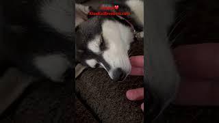 Mini Husky Klee Kai AKC KleeKaiBreeders.com ️ Lucky Charm Farms #puppiesforsale￼￼￼￼￼