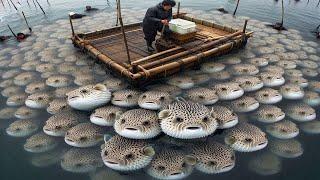 Millions of Deadly Pufferfish - How do Japanese fishermen handle and prepare poisonous pufferfish