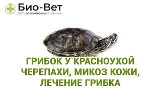 Грибок у Черепах // Лечение грибка и микоз у черепах // Сеть Ветклиник Био-Вет