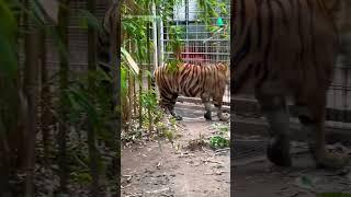 Hungry Tiger wating his food | Tiger in Heidelberg Zoo