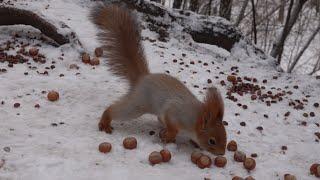 Надо ли кормить парковых белок. О белках и их кормильцах / About squirrels and their breadwinners