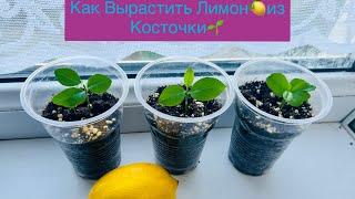 КАК ВЫРАСТИТЬ ЛИМОН  ИЗ КОСТОЧКИ 100%