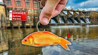 Fishing ABANDONED Spillway w/ GOLDFISH as Bait!! ( BIG FISH )