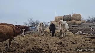 НАС УЖЕ ТРОЕМЯСО МОСКВИЧАМ И ПУХОВЫЕ ПЛАТКИ