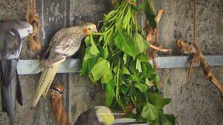 Cockatiels and Sweet Potato Greens