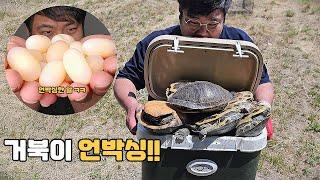 한가득 잡은 거북이 언박싱 해서 거북알 꺼내 먹기 ㅋㅋㅋㅋㅋㅋㅋㅋㅋ